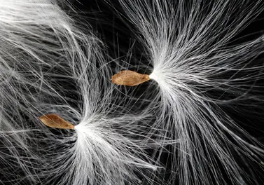 Beet Box: Fall Seed Starting